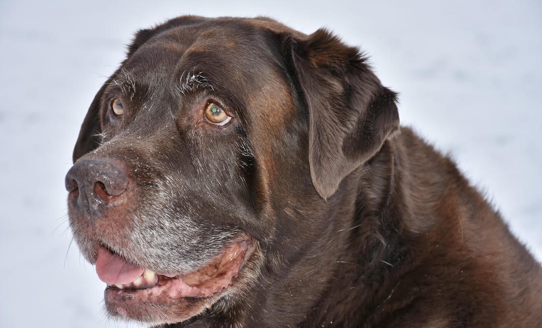 How to Introduce a Puppy to a Senior Dog Without Stress