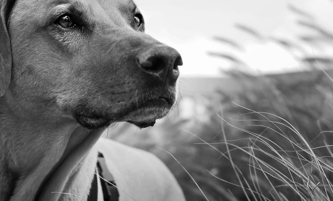 Senior Dog Recovery After a Bad Day: What Helps Most