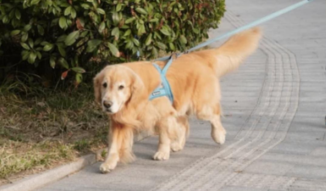 How to Know if Your Senior Dog Still Enjoys Walks