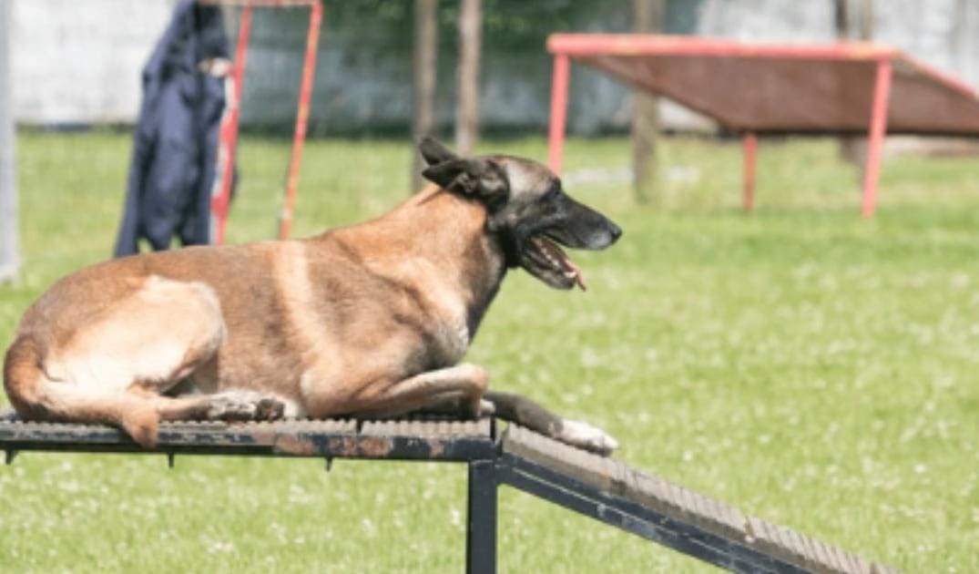 The Best Ramps and Steps for Senior Dogs