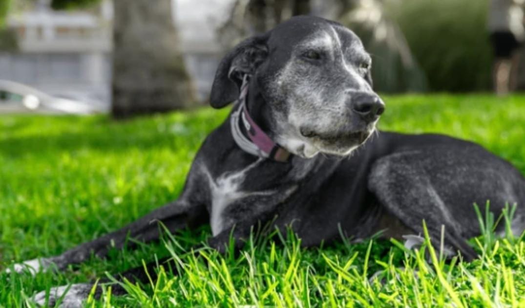 A Month-by-Month Senior Dog Care Plan for the First Year After They Turn 8
