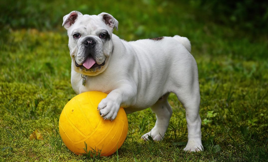 Common Signs of Mobility Decline in Senior Dogs and Why They Deserve Attention