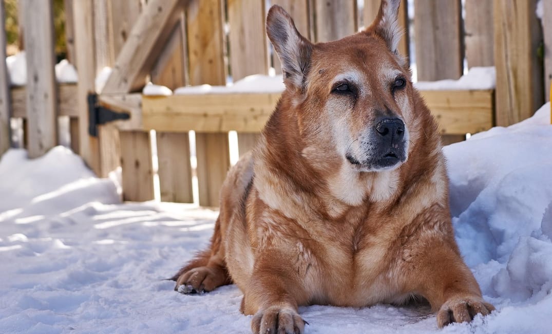 How to Tell if Your Senior Dog's Mobility Plan Is Actually Helping