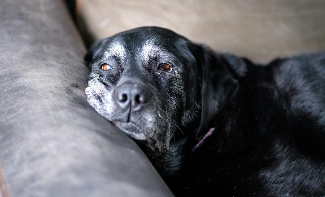 Common Joint Support Ingredients for Senior Dogs: What the Evidence Says