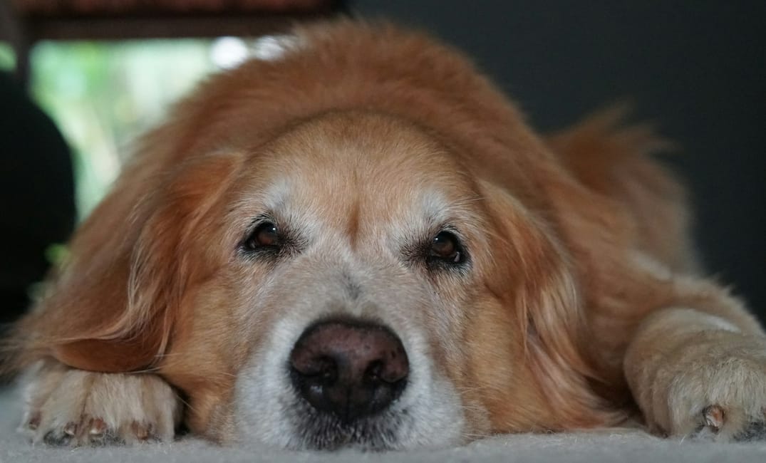 CBD and Senior Dog Mobility: What the Evidence Says So Far