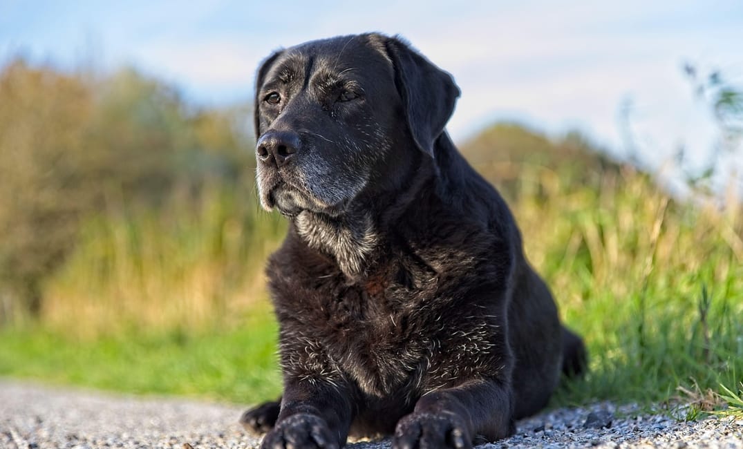 Gentle At-Home Massage for Senior Dogs: What It Can and Cannot Do