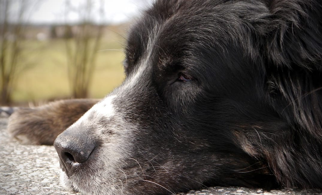 A Simple Morning-to-Night Mobility Routine for an Older Dog