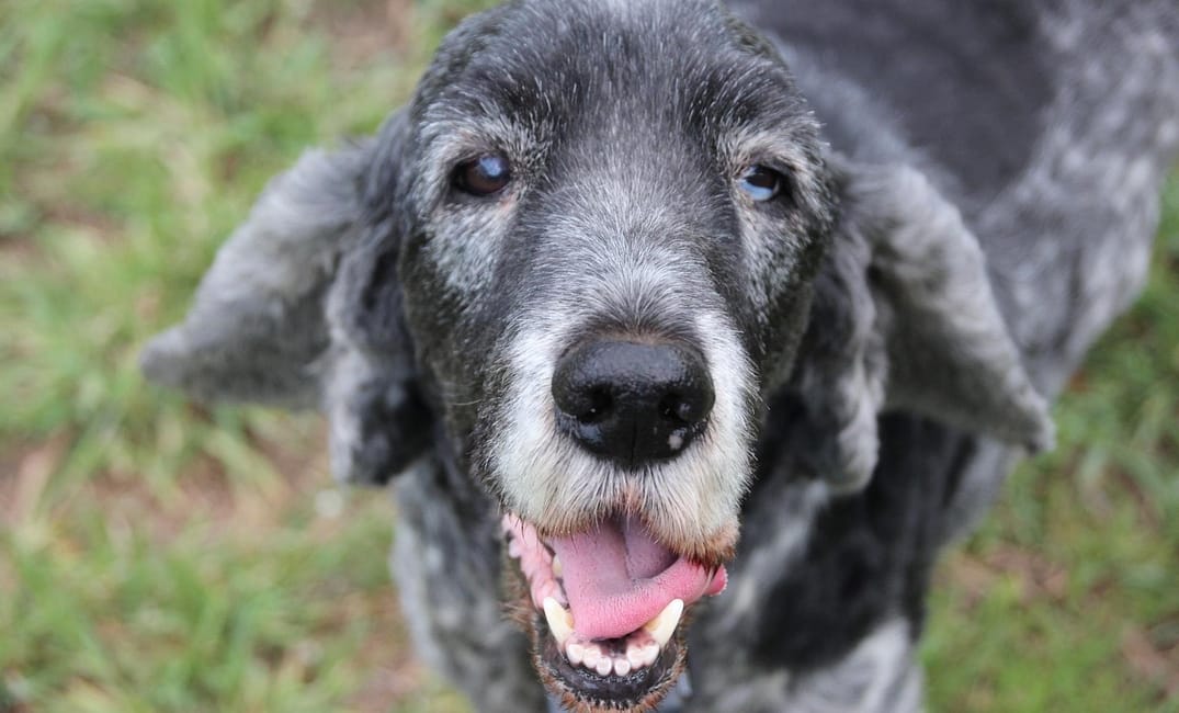 Why Your Senior Dog’s Mobility Plan Should Change as They Age
