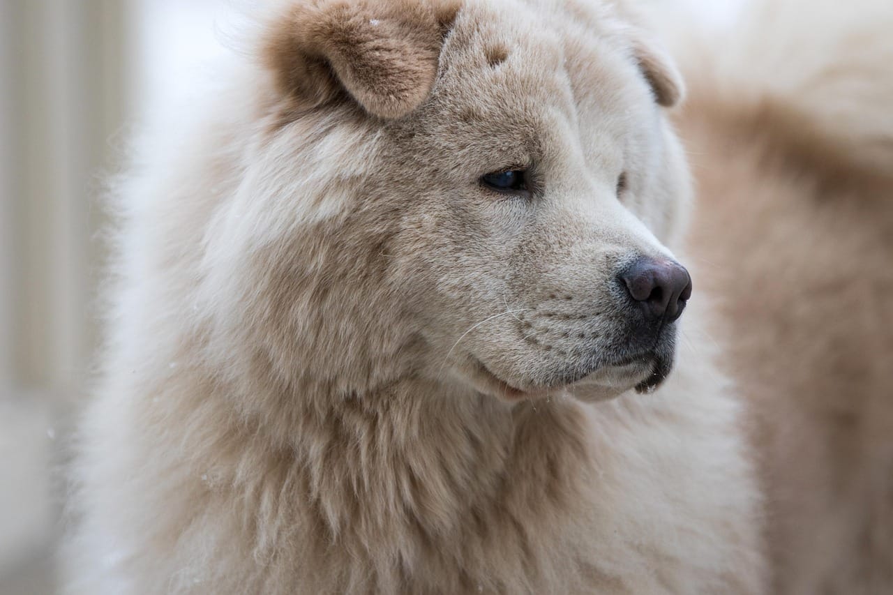 Cognitive Dysfunction in Older Dogs: Signs and Support Strategies