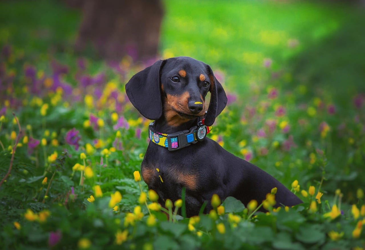 When Is a Dachshund Considered a Senior Dog?