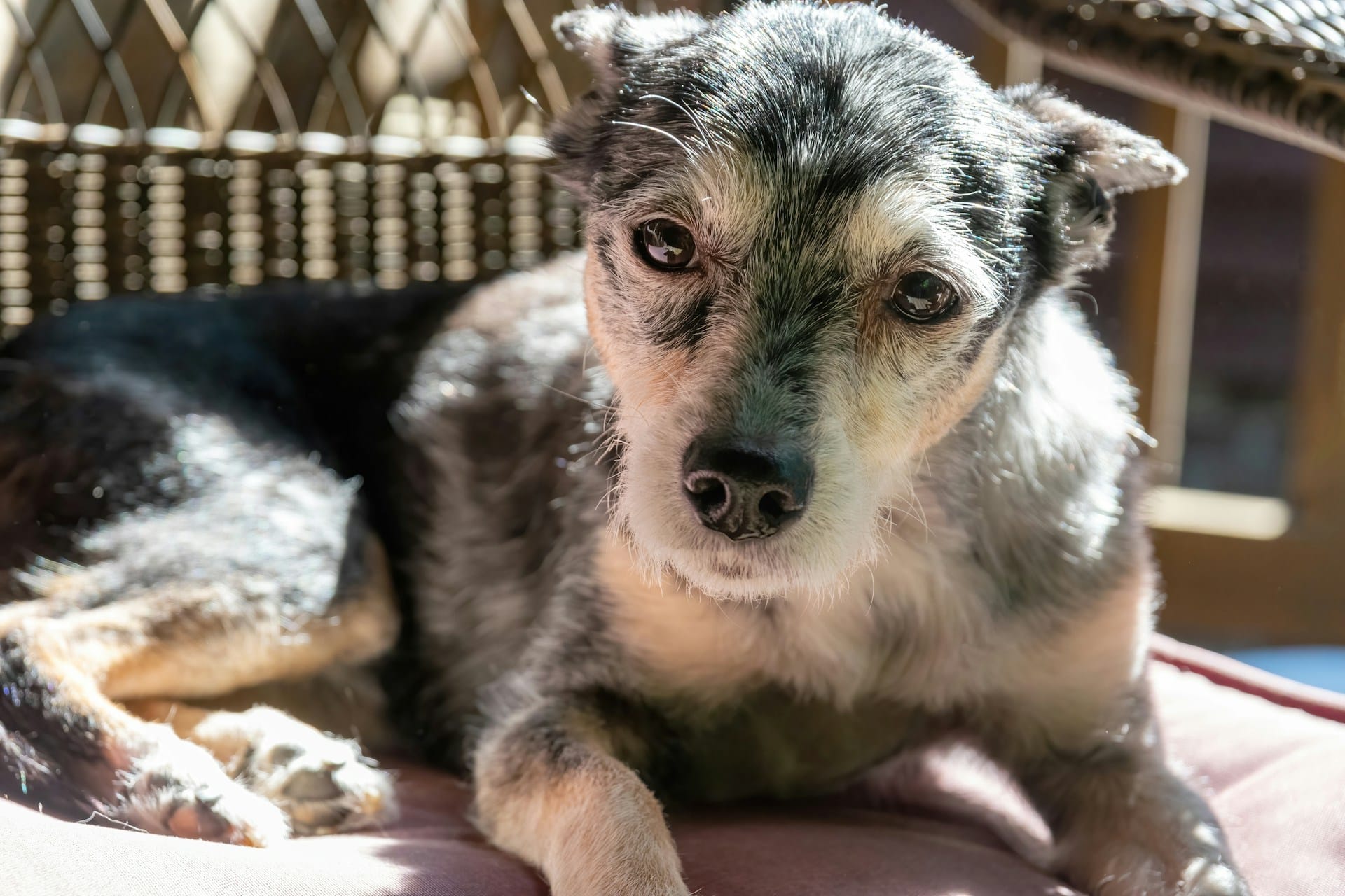 11 Genius Ways to Make Life Easier for Your Aging Dog