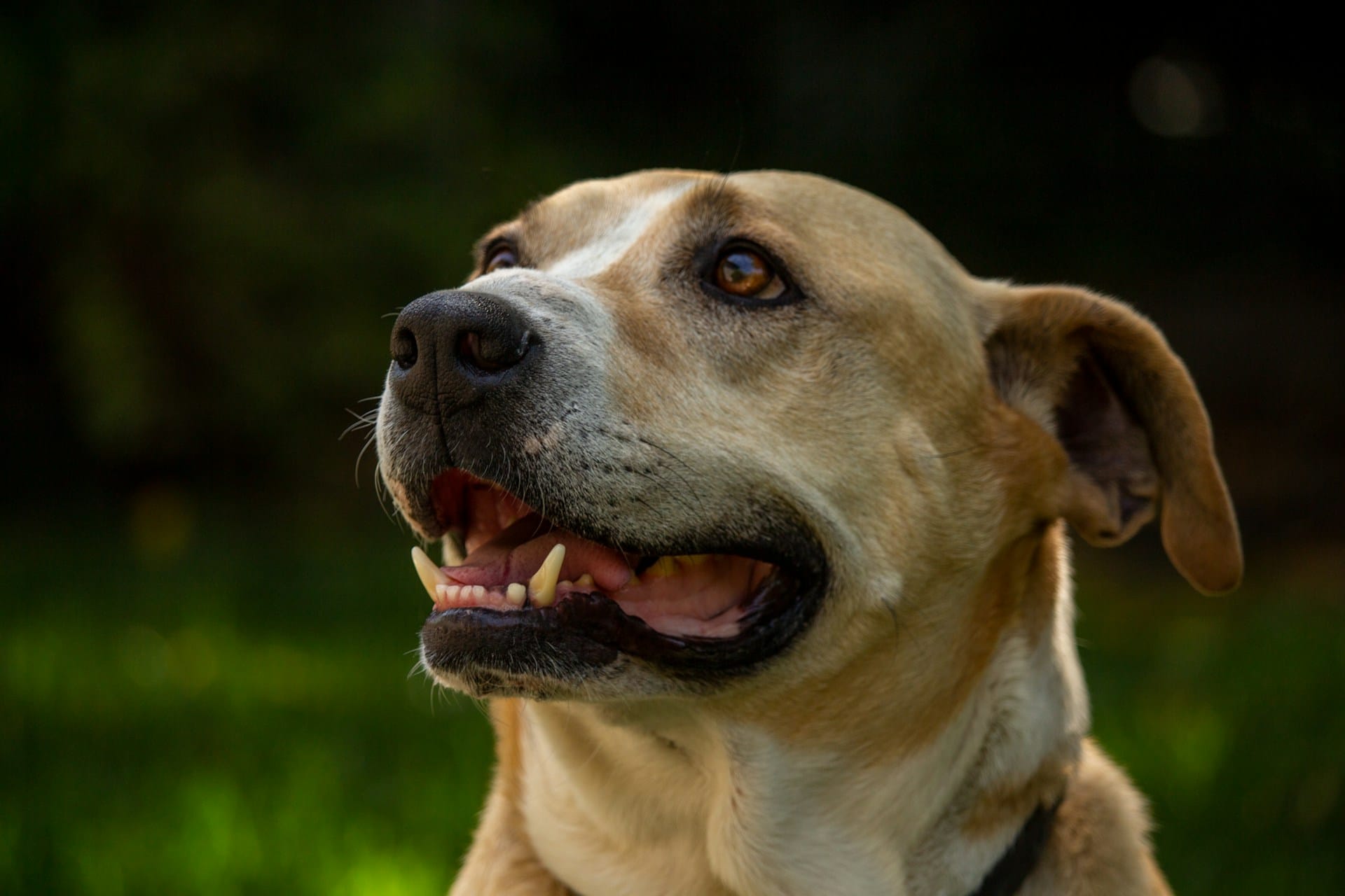 9 Subtle Ways Senior Dogs Say “I Love You”