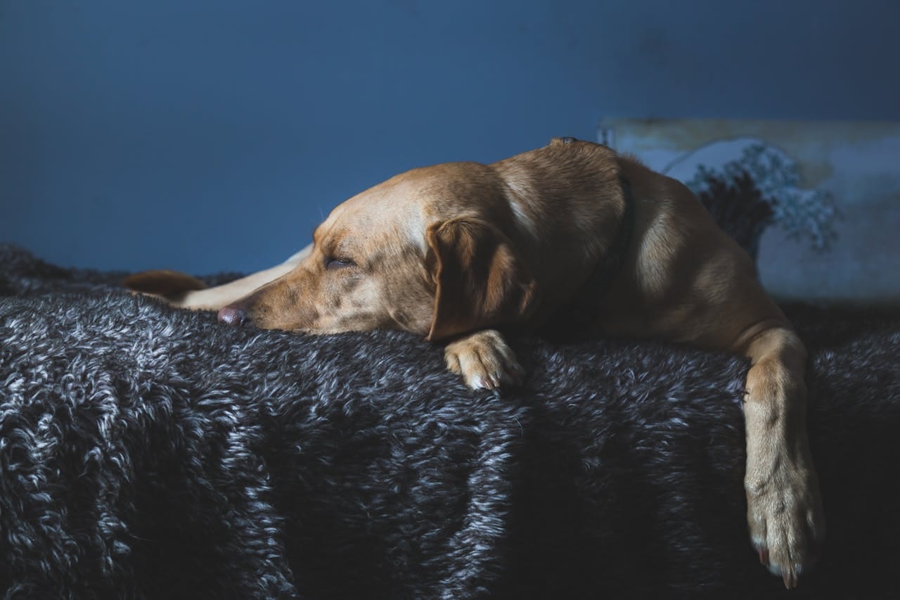13 Easy Home Adjustments for Senior Dog Safety