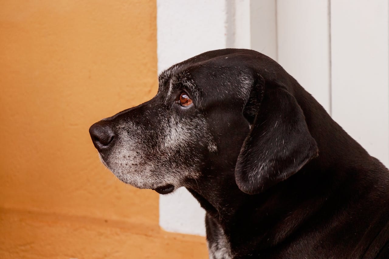 9 Truths About Senior Dogs That Will Change How You See Them