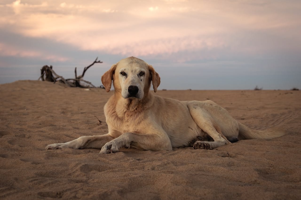 15 Unexpected Benefits of Living With a Senior Dog