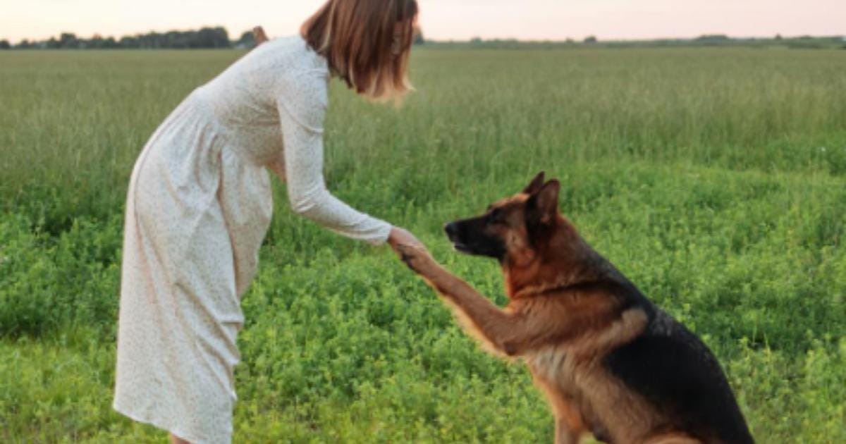 13 Heartwarming Photos Every Senior Dog Owner Should Take