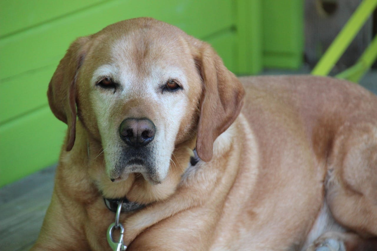 10 Funny Quirks Only Senior Dog Owners Can Appreciate