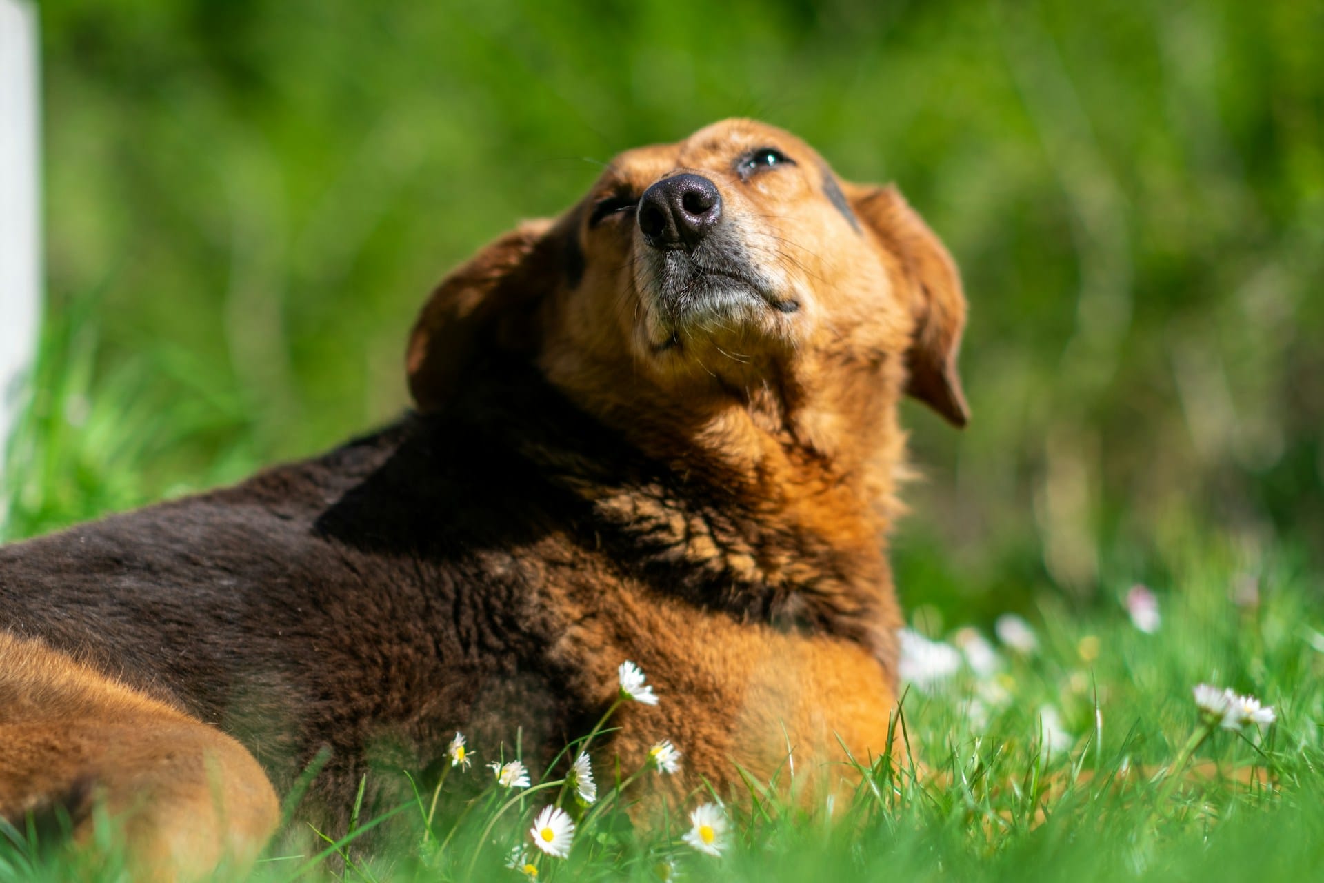 The Future of Senior Dog Arthritis: IL-1 Inhibitors & Monoclonal Antibodies Explained
