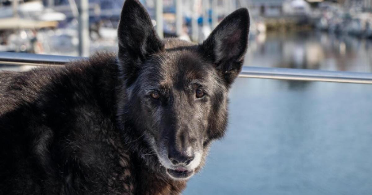“My Senior Dog Gets Stuck Behind Furniture”: what it could mean and what to do