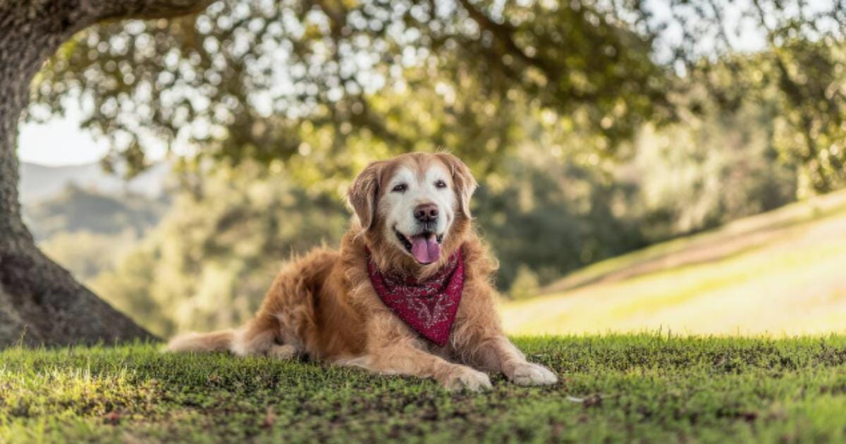 “My Senior Dog Wanders Aimlessly”: what it could mean and what to do