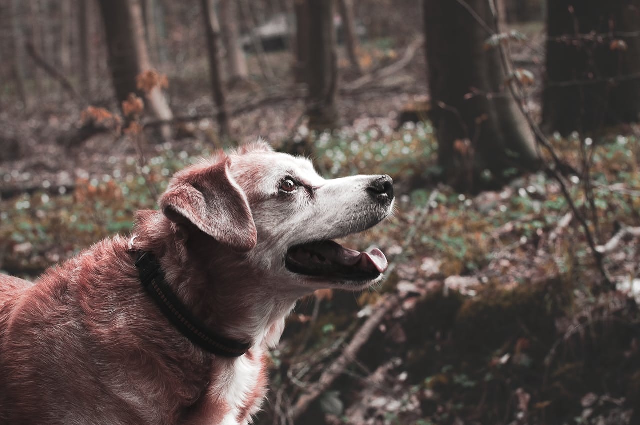 “My Senior Dog Keeps Licking Their Paws”: what it could mean and what to do