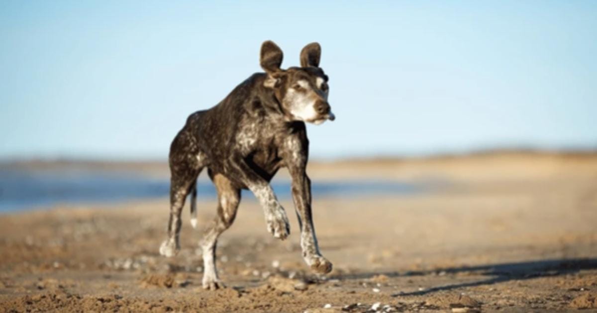 Why Does My Senior Dog Bunny Hop When Running?
