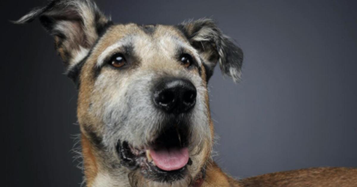 “My Senior Dog Is Shivering for No Reason”: what it could mean and what to do