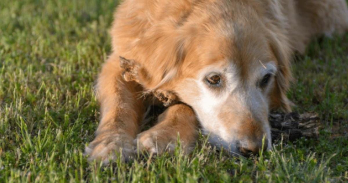 My Senior Dog Is Walking Stiff After Lying Down: What It Could Mean