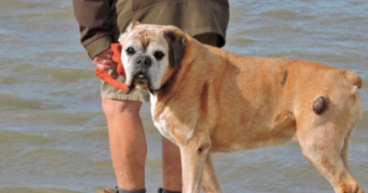 “My Senior Dog Has Lumps That Weren’t There Before”: What It Could Mean and What to Do