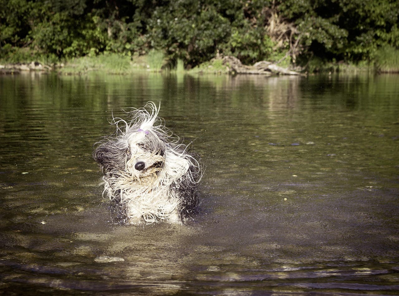 How Often Should You Bathe a Senior Dog?