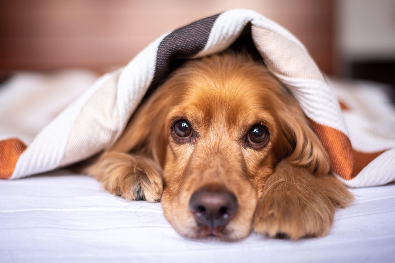 How to Keep a Senior Dog Warm and Mobile in Winter