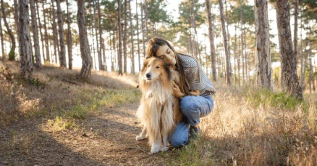 How to Travel Comfortably With a Senior Dog