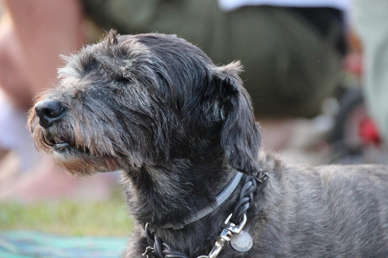How to Tell if Your Senior Dog Is in Pain Without Crying