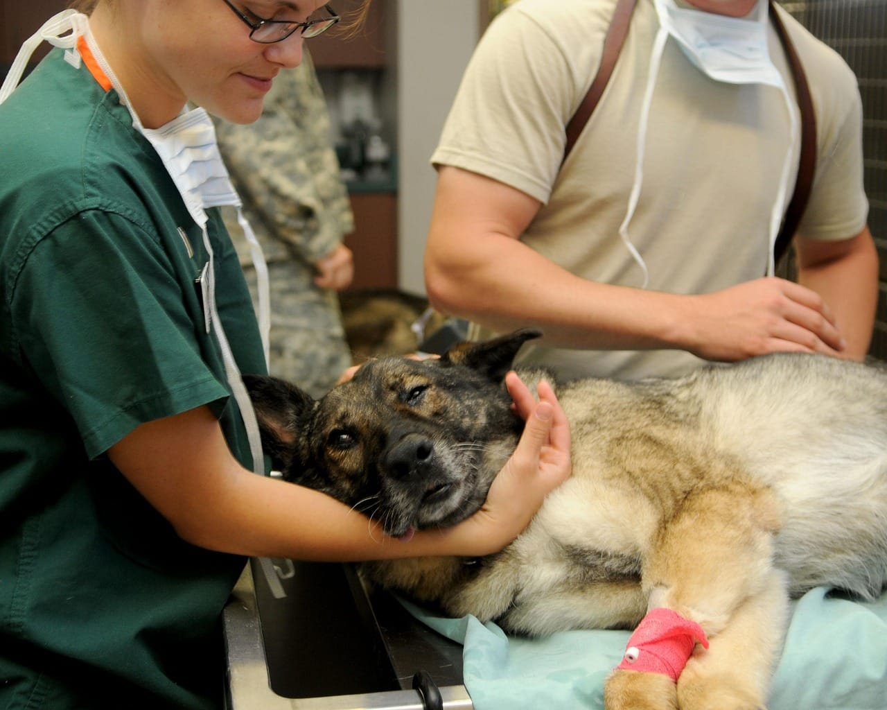 How to Make Mealtime Easier for Dogs With Dental Pain