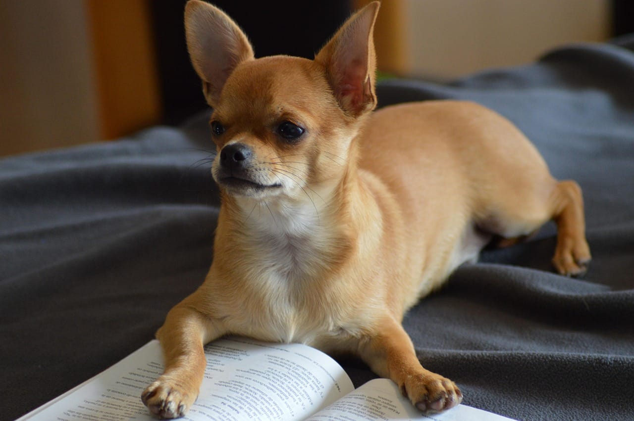 How to Make Grooming Less Stressful for an Older Dog