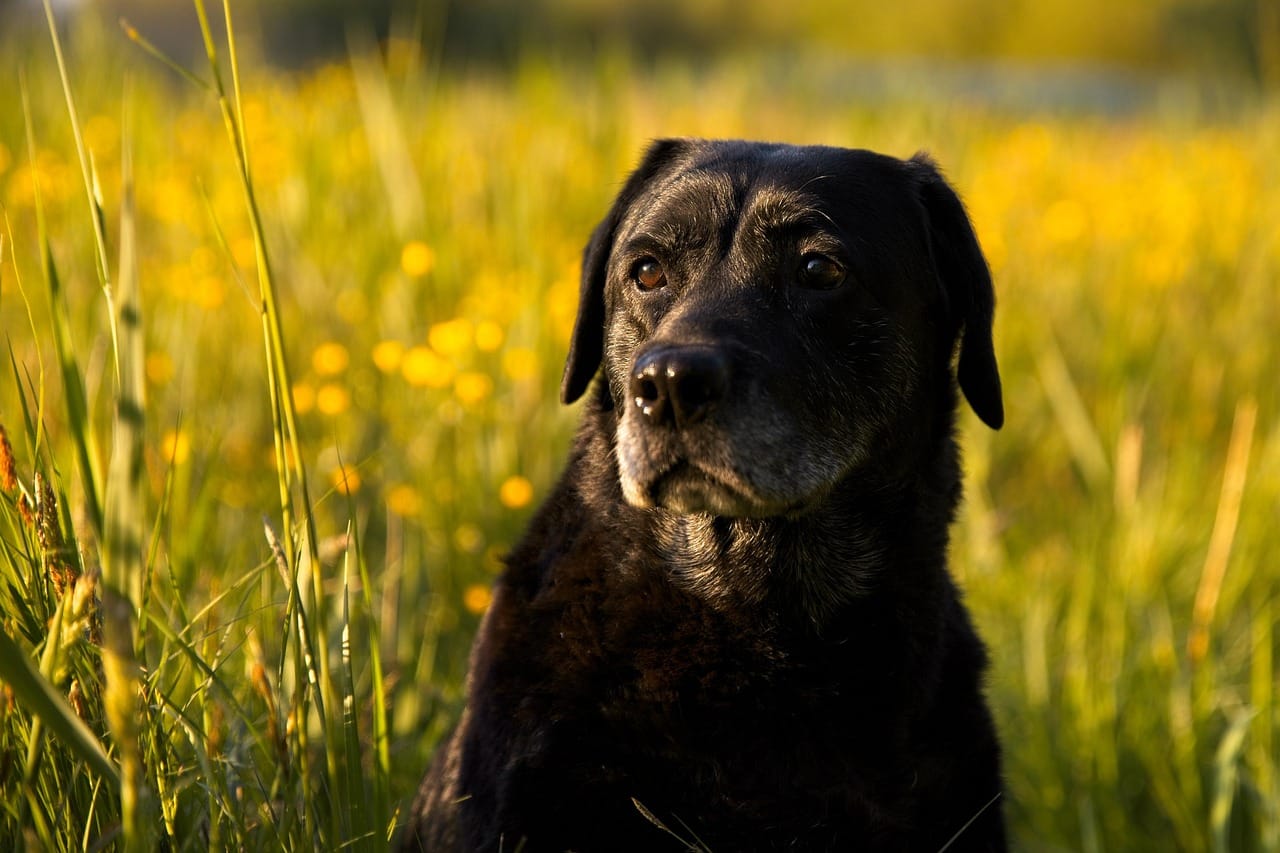What a Senior Dog Wellness Exam Should Include