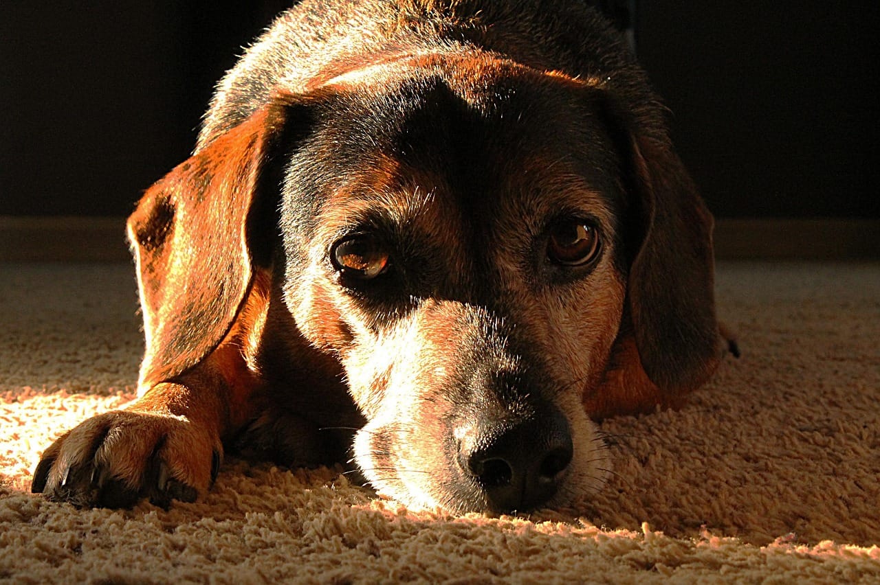 Senior Dog Checklists by Age: 7, 10, 12, and Beyond