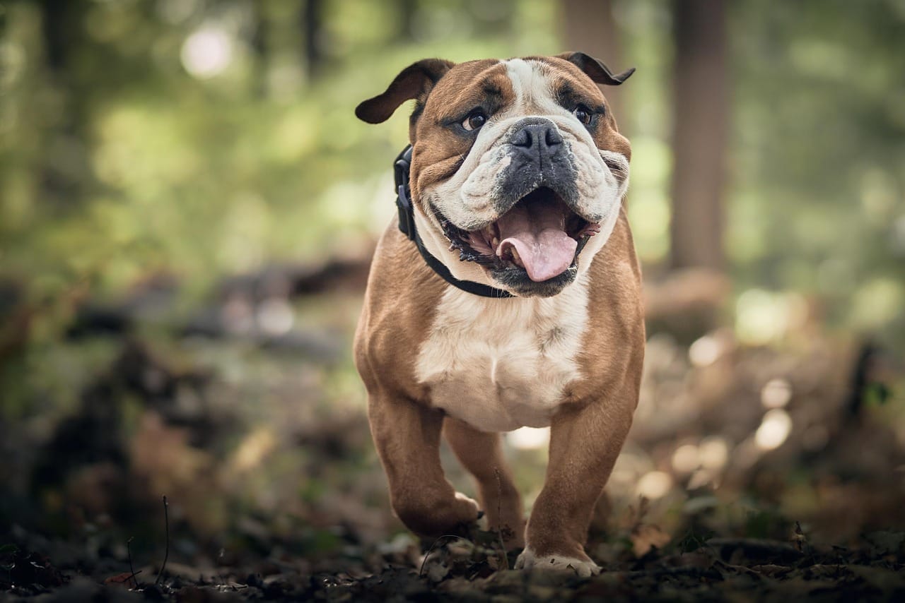Senior Dog Bathroom Changes: What’s Age and What’s a Red Flag?