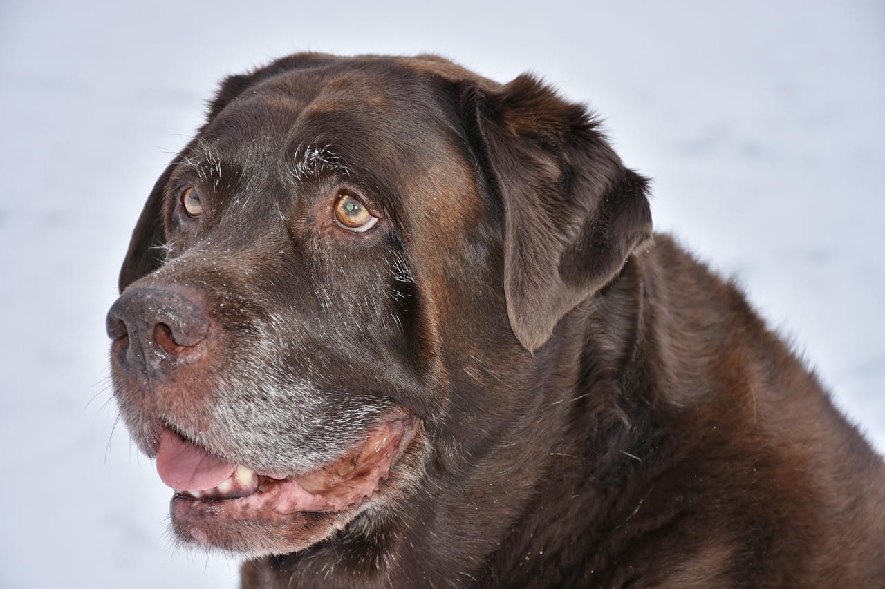 How to Introduce a Puppy to a Senior Dog Without Stress