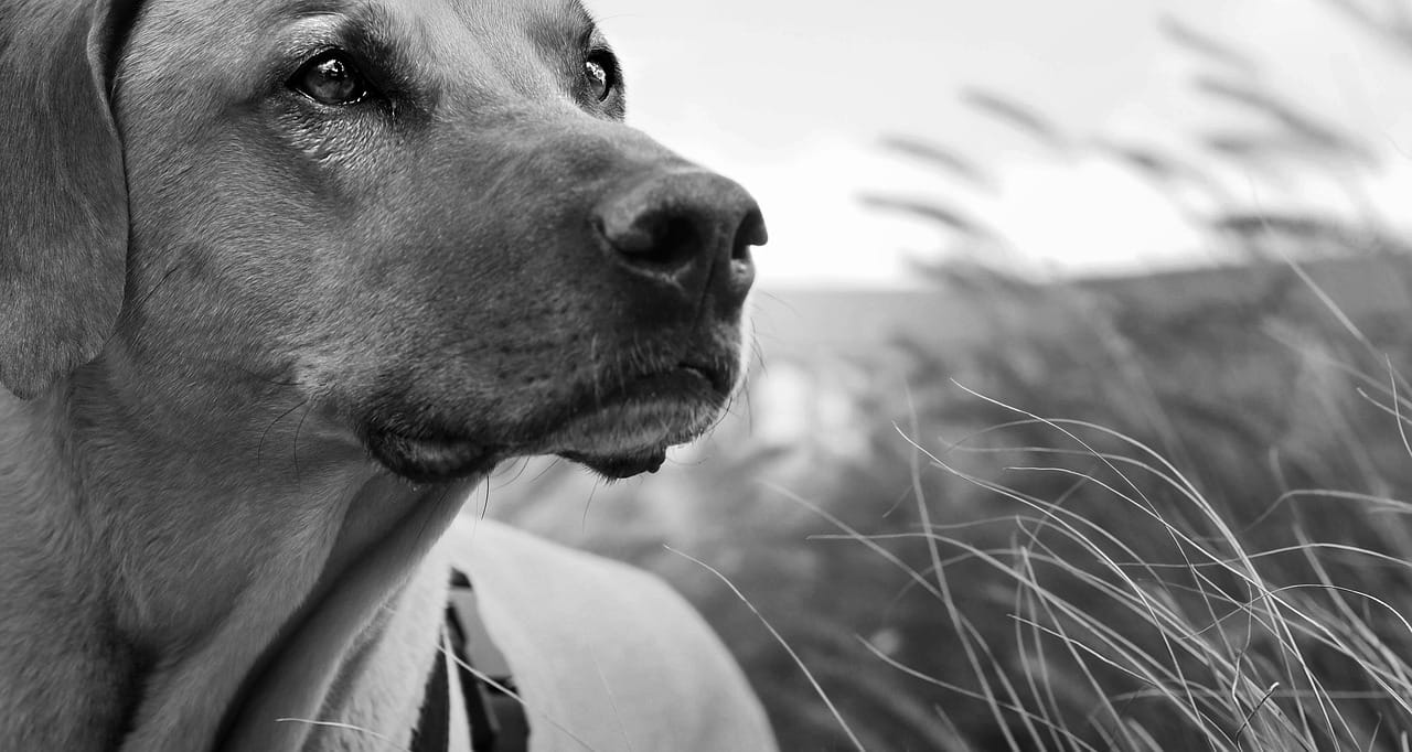 Senior Dog Recovery After a Bad Day: What Helps Most