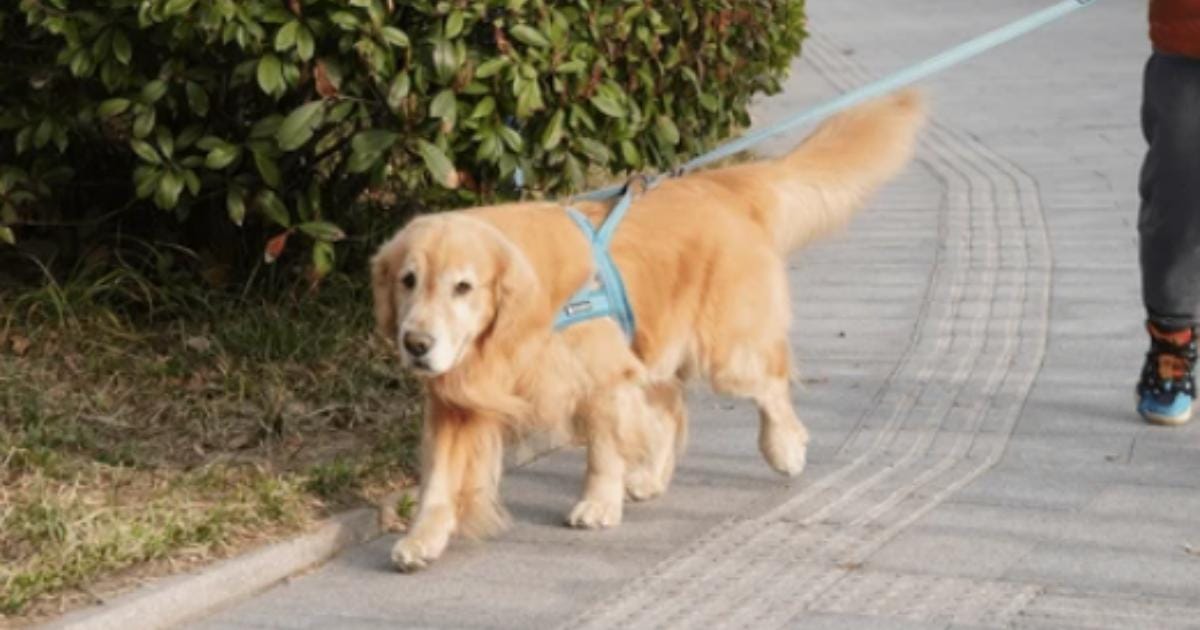 How to Know if Your Senior Dog Still Enjoys Walks
