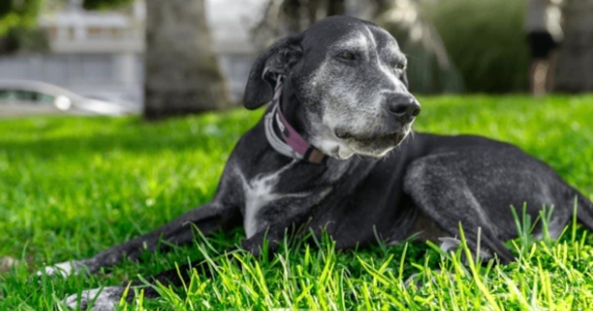 A Month-by-Month Senior Dog Care Plan for the First Year After They Turn 8