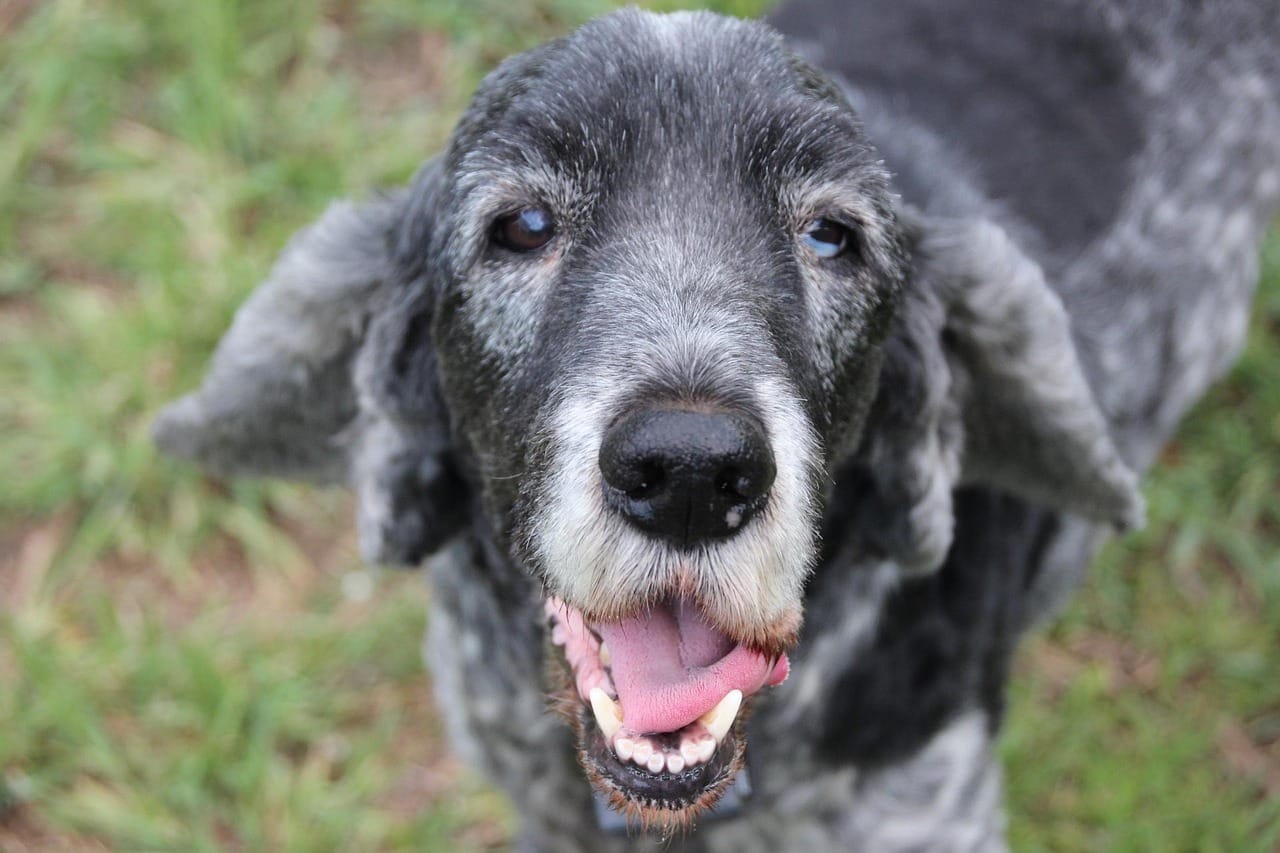 Why Your Senior Dog’s Mobility Plan Should Change as They Age