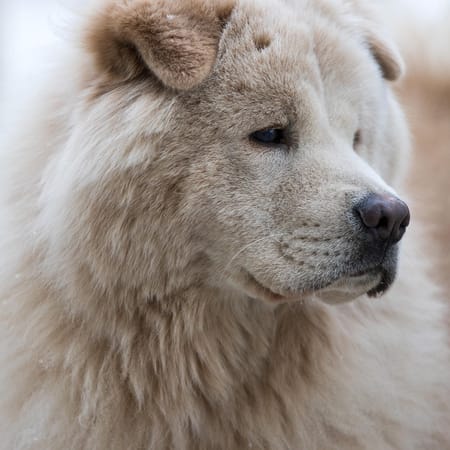 Image of: Cognitive Dysfunction in Older Dogs: Signs and Support Strategies