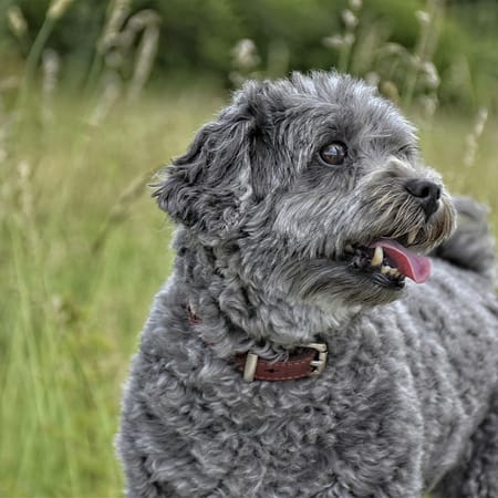 Image of: 10 Heart-Melting Reasons Senior Dogs Are Pure Soulmates