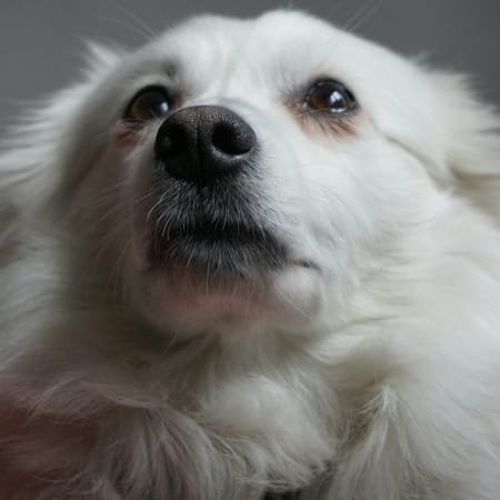 Image of: 5 Little Things Senior Dogs Do That Will Break (and Heal) Your Heart