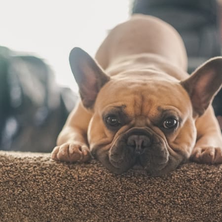 Image of: 12 Foods That Can Help (or Harm) Your Aging Dog