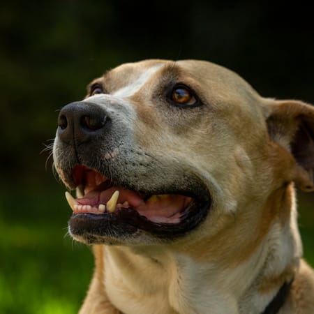 Image of: 9 Subtle Ways Senior Dogs Say “I Love You”