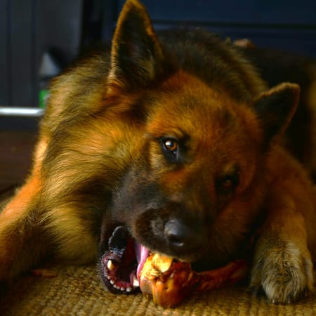 Image of: 8 Fun Games Even the Oldest Dogs Can Still Enjoy