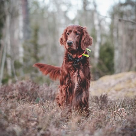 Image of: 6 Gentle Ways to Exercise a Dog With Arthritis